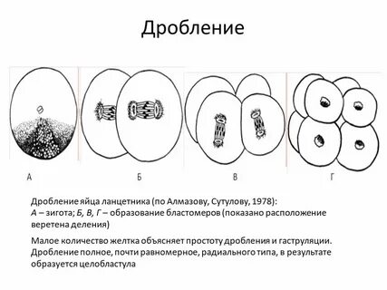 Дробление