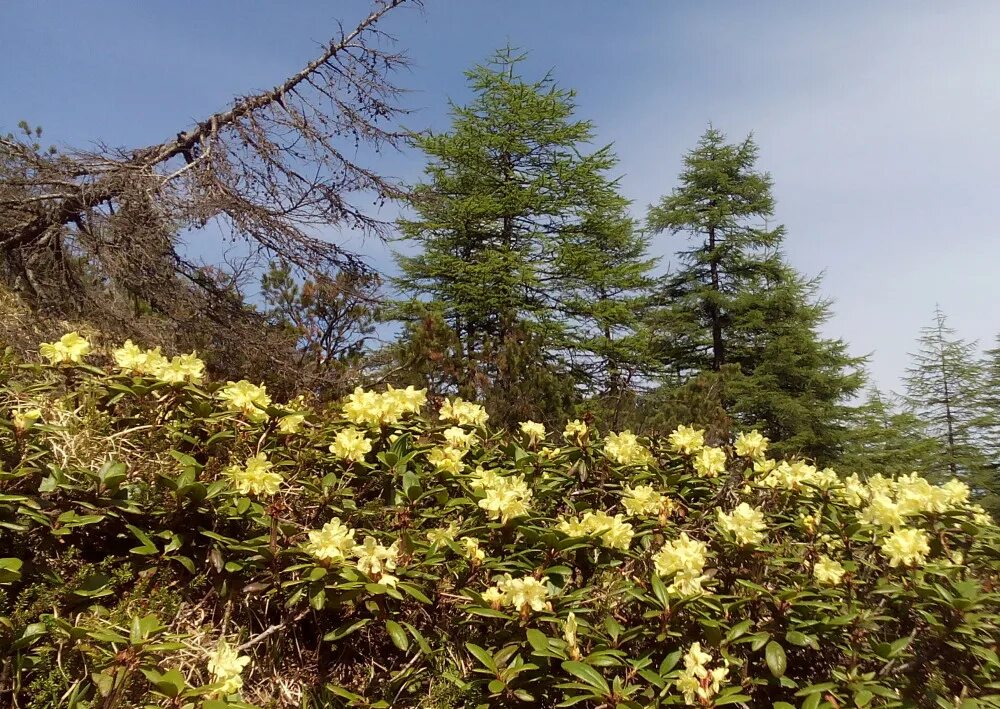 Рододендрон кашкара. Рододендрон золотистый rhododendron aureum. Рододендрон магаданский. Золотистый рододендрон байкал. Рододендрон колымский.