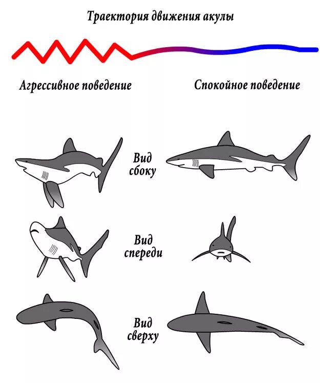 Почему акулы постоянно. Акула в движении. Акула вид сверху рисунок.