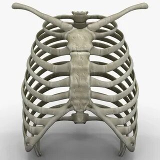 Rib cage