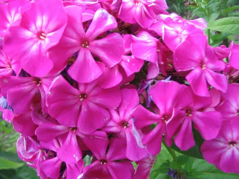 флокс метельчатый из семян. флокс метельчатый аметист. флокс метельчатый нью стайл. флокс гибридный. флокс анастасия.