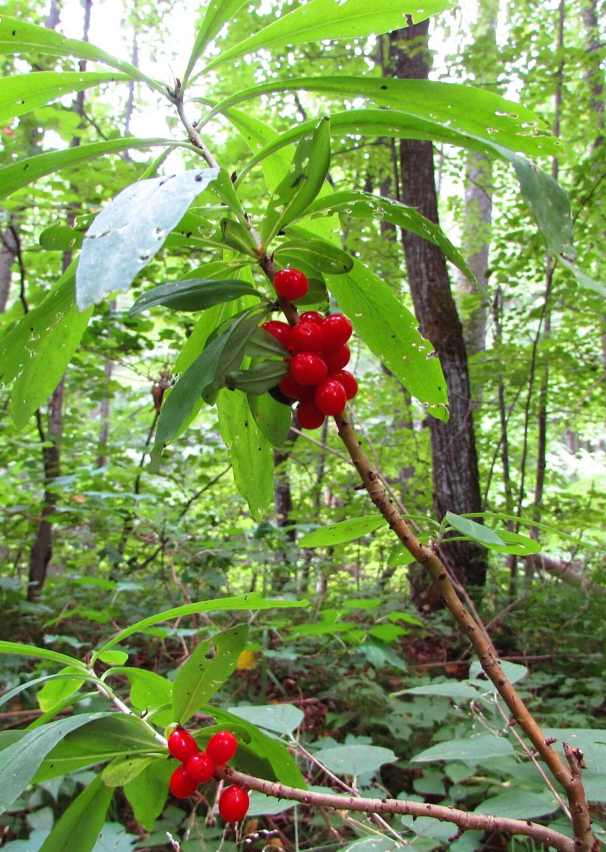 волчье лыко (волчник обыкновенный). волчье лыко (волчеягодник). как выглядит ягода волчье лыко. волчье лыко (волчник обыкновенный). волчье лыко опасное растение.