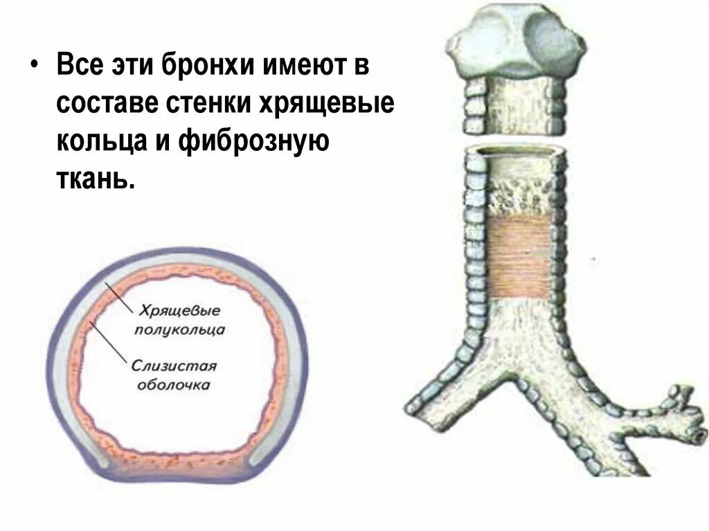 Трахея ткани
