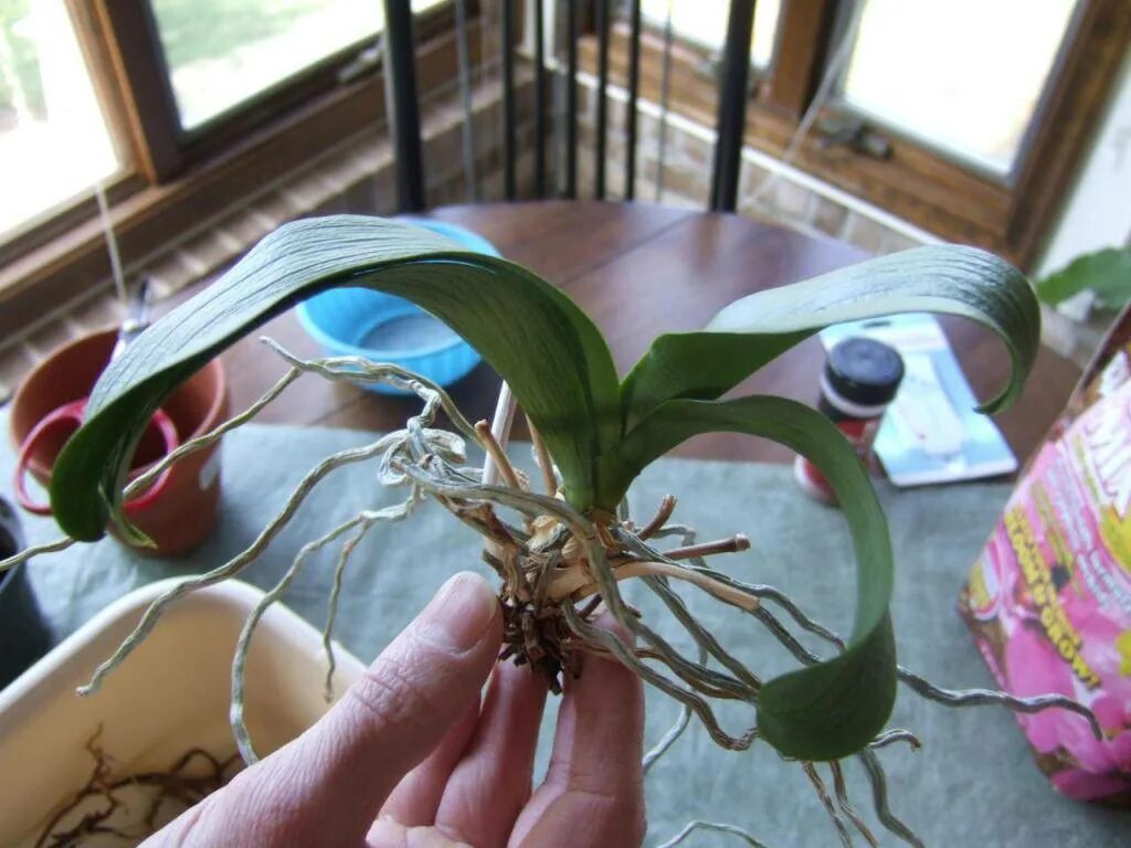 Орхидея после цветения уход в домашних условиях. Фаленопсис отцвел. Орхидея фаленопсис 2 ствола. Орхидея фаленопсис отцвела. Обстригаем корни орхидеи.
