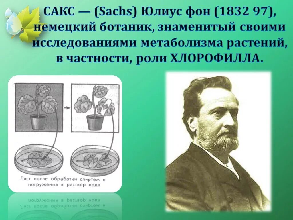 Ученый ботаник 6 класс. Юлиус фон сакс. юлиус сакс фотосинтез. сакс ученый фотосинтез. история развития учения о фотосинтезе..