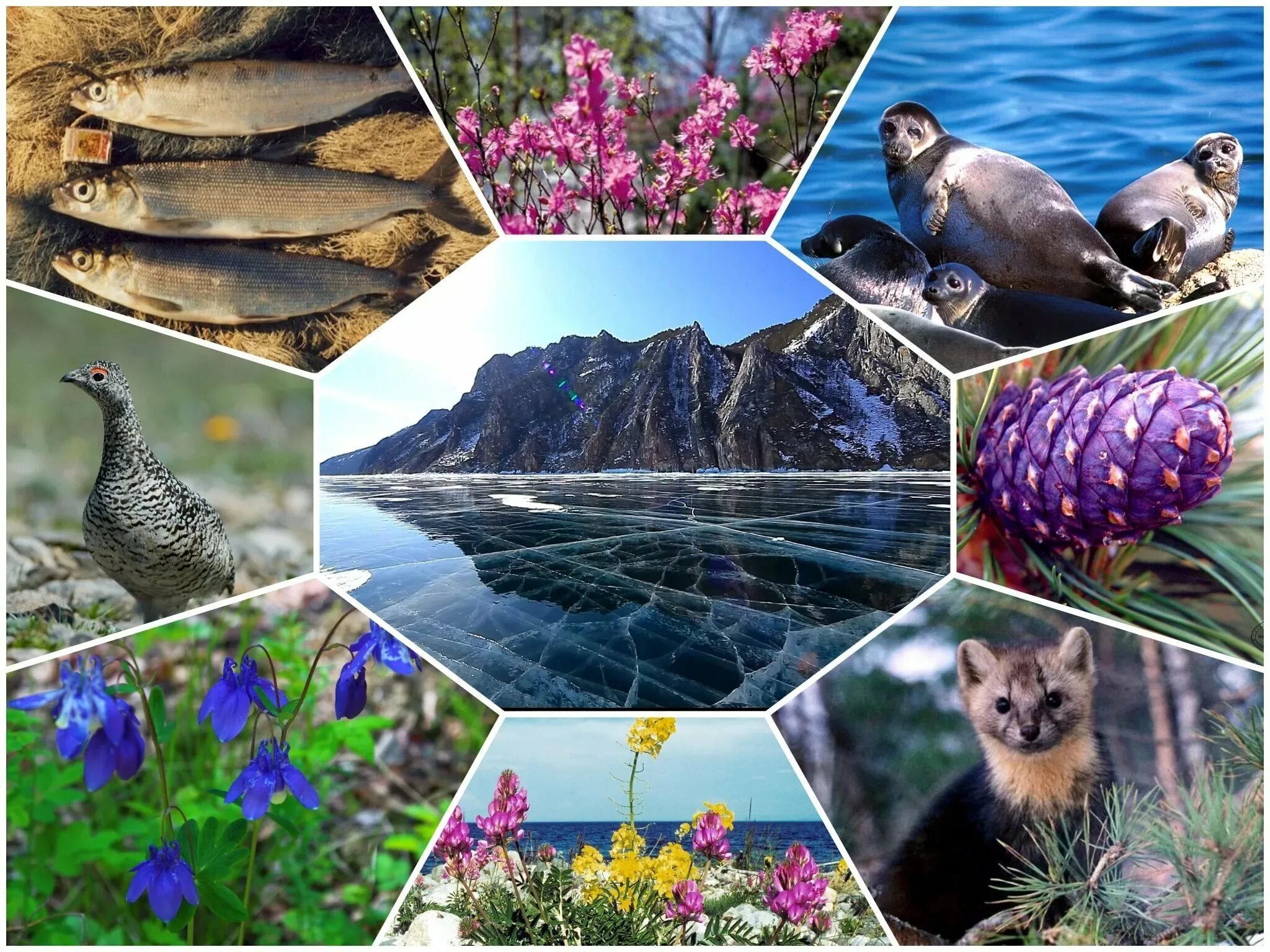 Проблема видового разнообразия. Растительный мир Байкала. Растительный и животный мир.