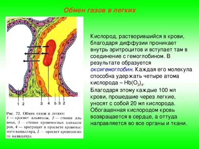 Кислород соединяется с гемоглобином в альвеолах. Процесс газообмена в легких. схема газообмена в легких. обмен газов в лёгких. обмен кислорода в легких.