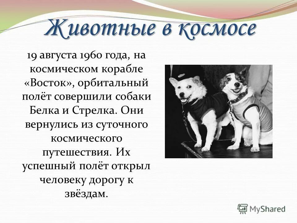 имя собаки белка. имя собаки белка. имя собаки белка. белка и стрелка. собаки белка и стрелка.