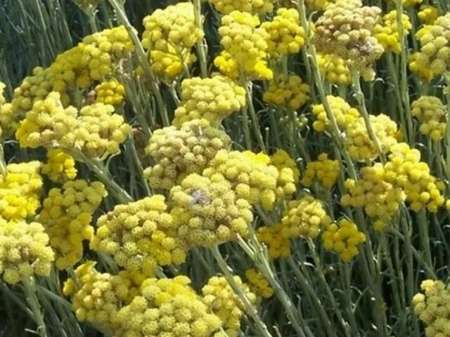 Бессмертник читать: найдено 88 картинок