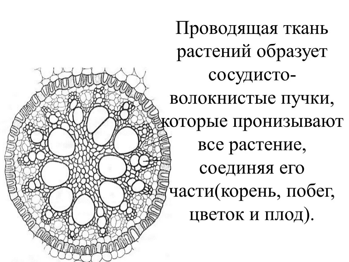 Проводящие пучки состоят из