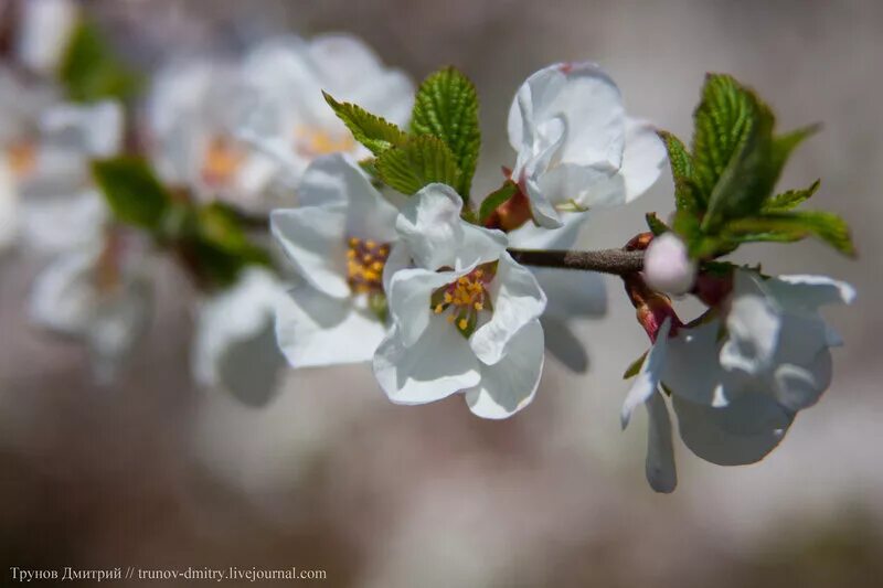 цветение яблони фото. когда зацветут яблони дзен читать. когда зацветут яблони дзен читать. когда зацветут яблони дзен читать. яблоневый сад яблоня цветет.