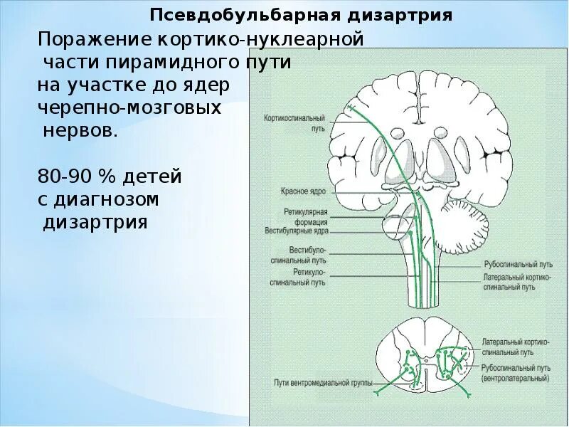 Корково ядерный путь схема. Корково ядерный пирамидный путь схема. Пирамидный путь неврология ядра. Кортико-спинальный двигательный путь. Поражения корково мозга