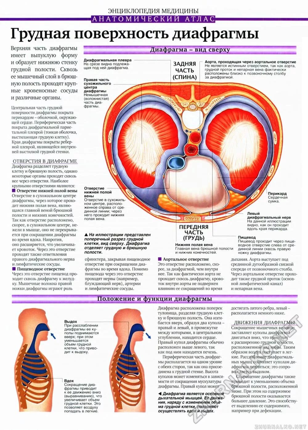 В расслабленном состоянии диафрагма имеет форму. Вдох сокращение внутренних межреберных мышц. Диафрагма человека. Вдох расширение грудной клетки мышцы. В расслабленном состоянии диафрагма имеет форму.
