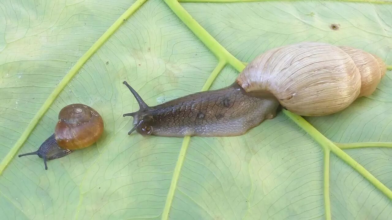 Улитки длинные. Euglandina rosea улитка. Powelliphanta улитка. Волчья улитка. Улитка с длинным панцирем.