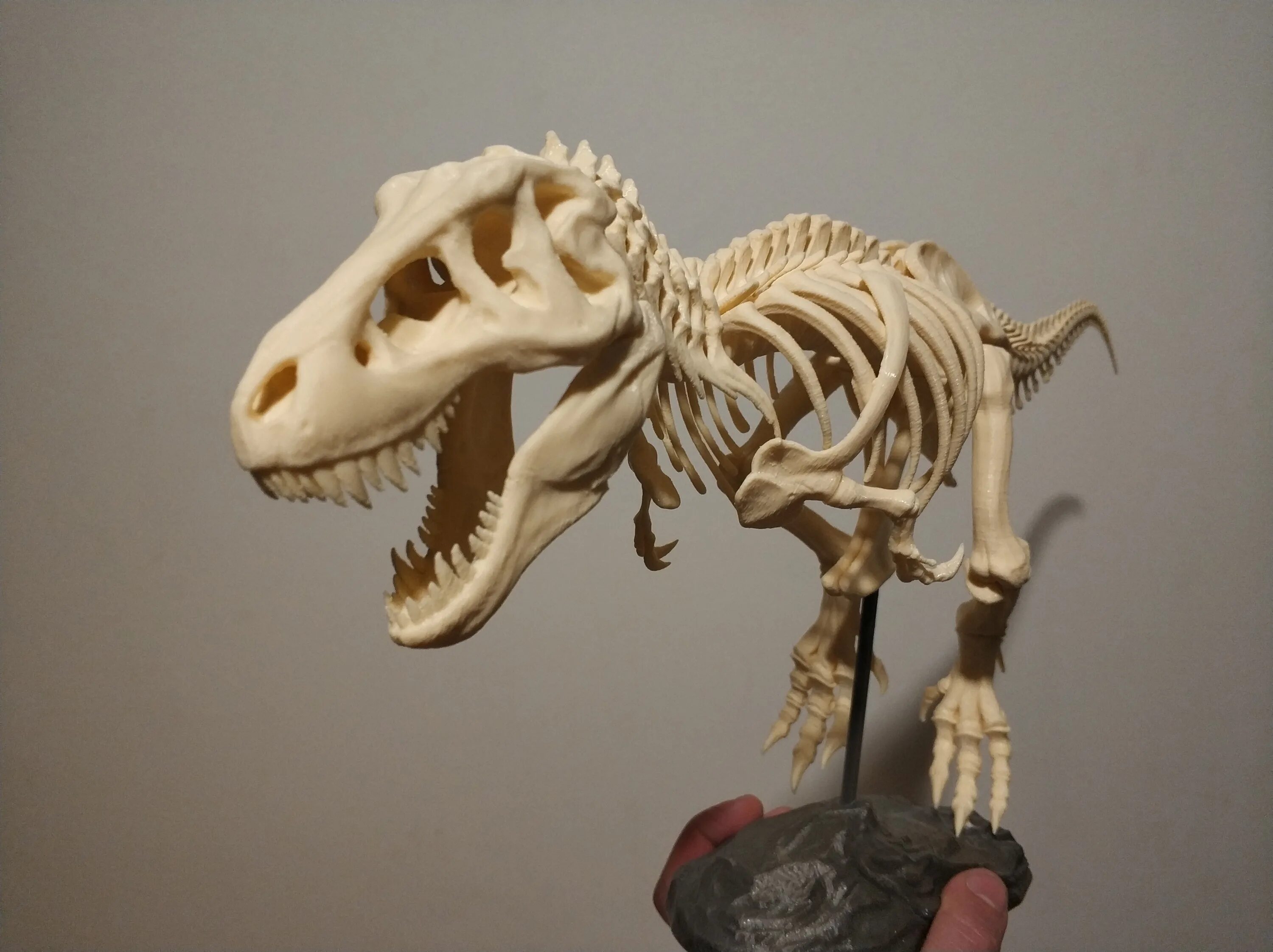 Скелет тираннозавра 3d модель. Скелет тираннозавра рекса 3d. Скелет динозавра 3д модель. 3д скелет динозавра. Скелет тираннозавра рекса 3d.