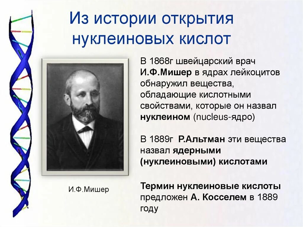 История открытия нуклеиновых кислот. Ф Мишер нуклеиновые кислоты. 1889 Альтман нуклеиновые кислоты.