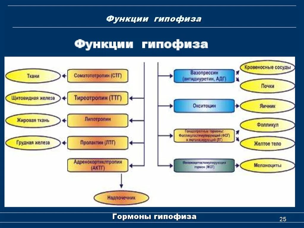 Гипофиз функции кратко. Гипофиз функции. Строение и основные функции гипофиза. Гипофиз функции функции.