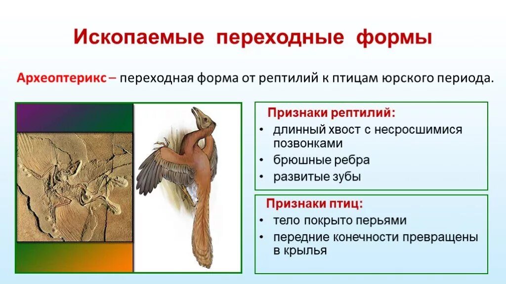 Сходство и различие птиц. Переходные формы Археоптерикс. Археоптерикс переходная форма между пресмыкающимися и птицами. Доказательство что Археоптерикс это переходная форма. Археоптерикс промежуточная форма.