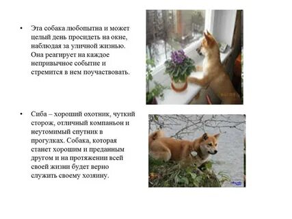 Проект домашний питомец 1 класс окружающий мир