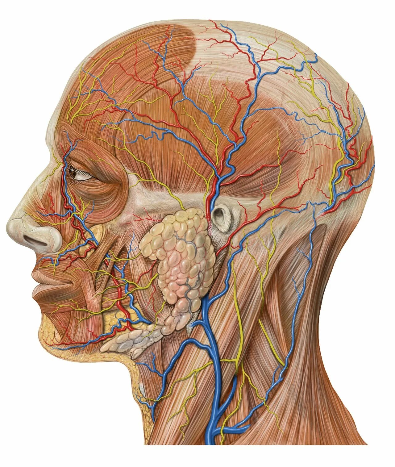 Ткани лба. Височная артерия анатомия. Поверхностная височная Вена. Анатомия вен околоушной железы. Поверхностная височная артерия анатомия.