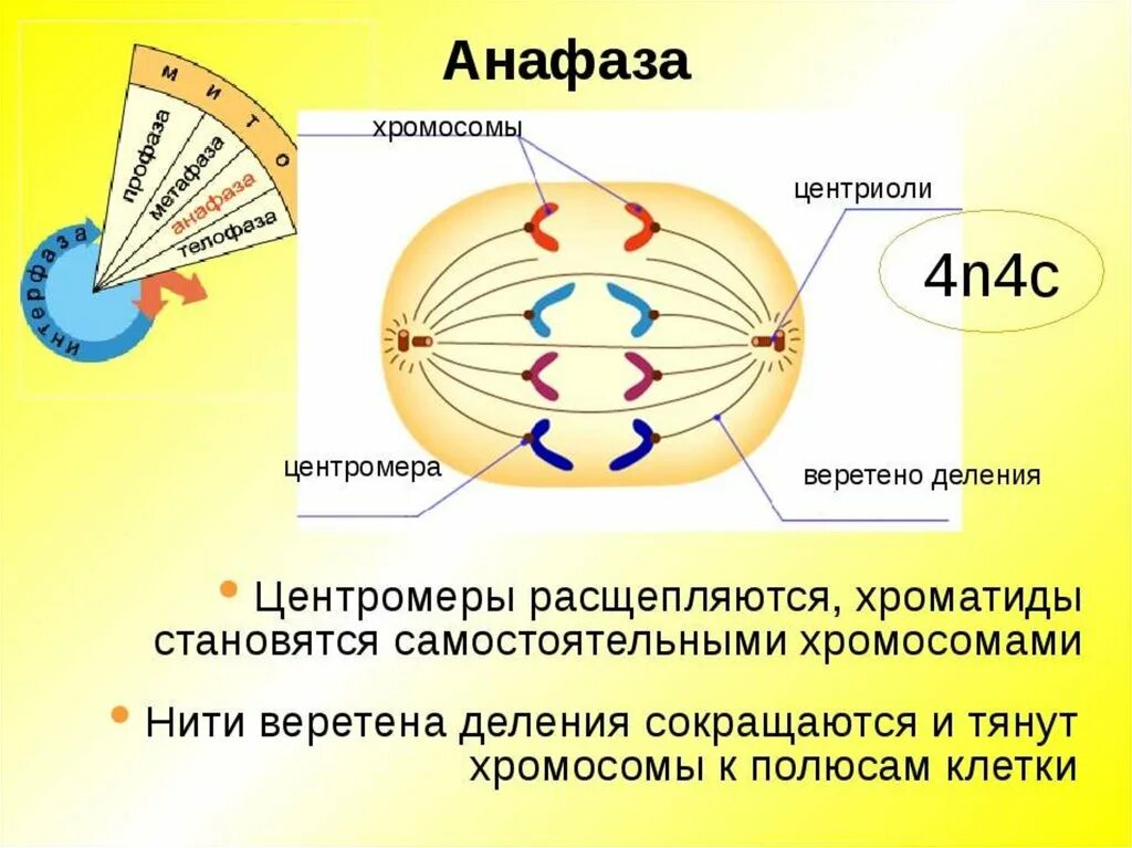 Сколько клеток в анафазе. Анафаза 2. Центриоли Веретено деления. Анафаза ооцита 1. Центромера и Веретено деления.