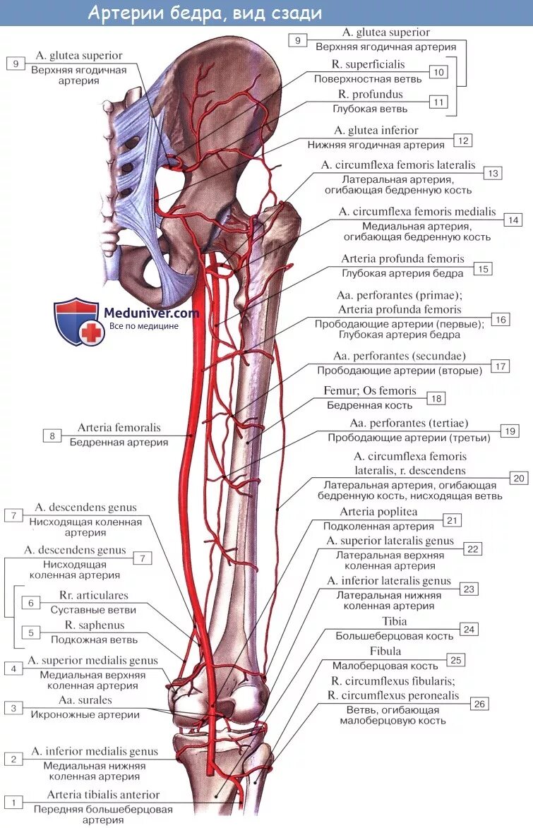Ветви медиальной артерии огибающей бедренную кость. Артерия огибающая бедренную кость. Прободающие артерии бедра. Медиальная артерия огибающая бедренную кость. Кровообращение костей
