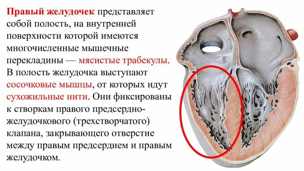 Правый желудочек функции. Трабекулы сердца анатомия. Сосочковые мышцы и сухожильные хорды. Внутреннее строение левого предсердия. Строение правого предсердия и правого желудочка.