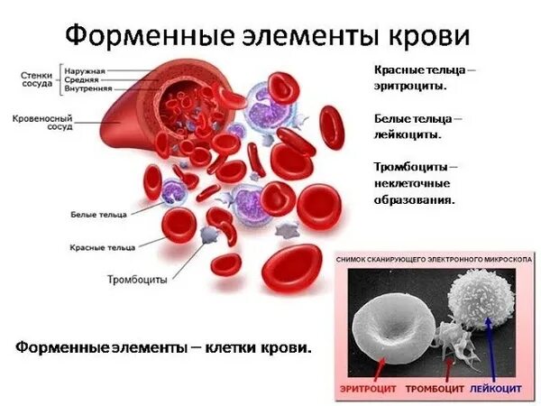 Элементы составляющие кровь. Схема строения форменных элементов крови. Форменные элементы крови схема. Кровь состав крови форменные элементы крови. Структуры форменных элементов крови человека.