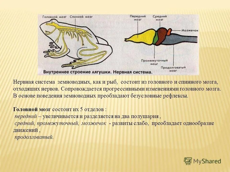 Головной мозг птиц отличается от земноводных. Нервная система земноводных кратко 7 класс. Нервная система лягушки. Нервная система лягушки 7 класс. Нервная система класс амфибии.