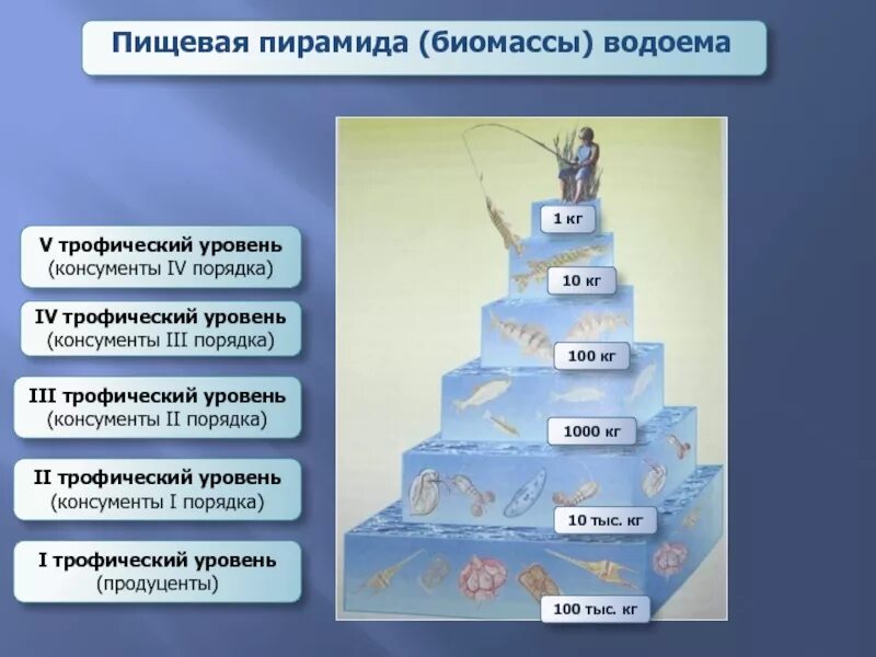 Консументы 2 порядка характерные особенности. Трофический уровень экологической пирамиды. Пирамида биомассы. Экологическая пирамида биомассы. Пирамида биомасс трофических уровней.