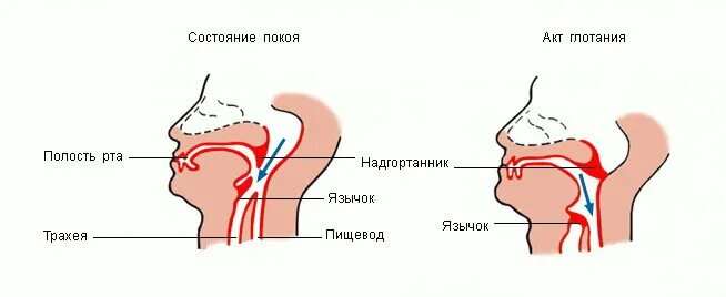 Язык во рту в спокойном состоянии. Механизм глотания надгортанник. Схема глотания. Акт глотания. Процесс глотания у человека.