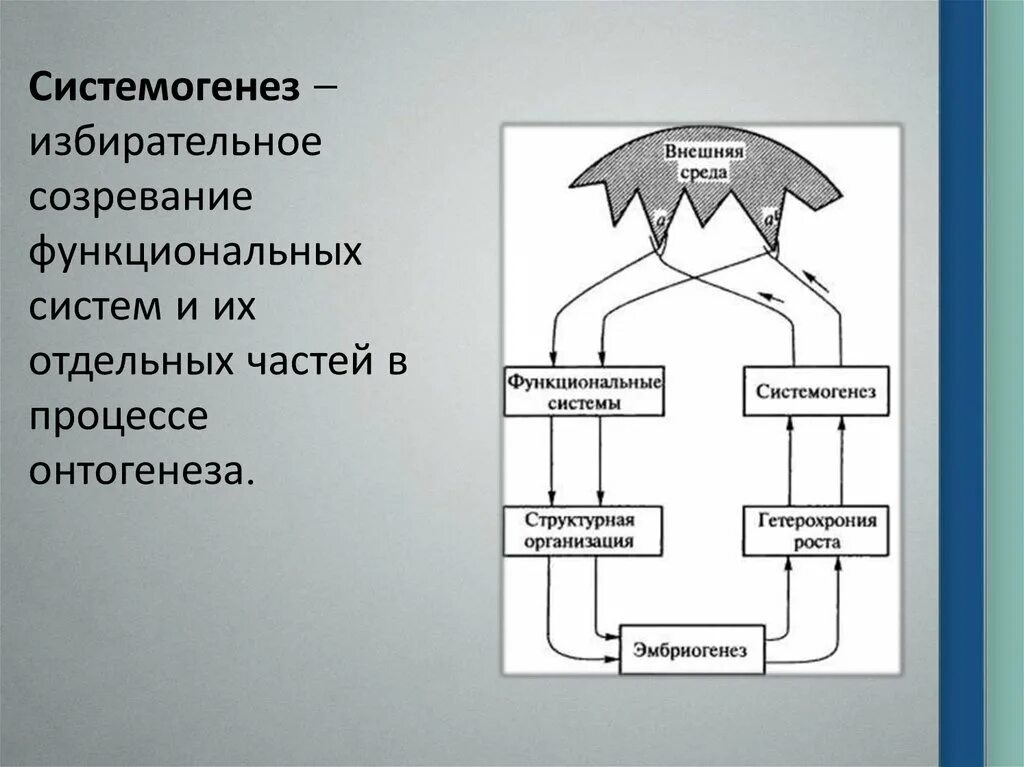 Онтогенез функциональных систем. Функциональные системы по анохину физиология. Целостность и фазность онтогенеза. Онтогенез функциональных систем. Схема центральной организации поведенческой реакции по анохину.