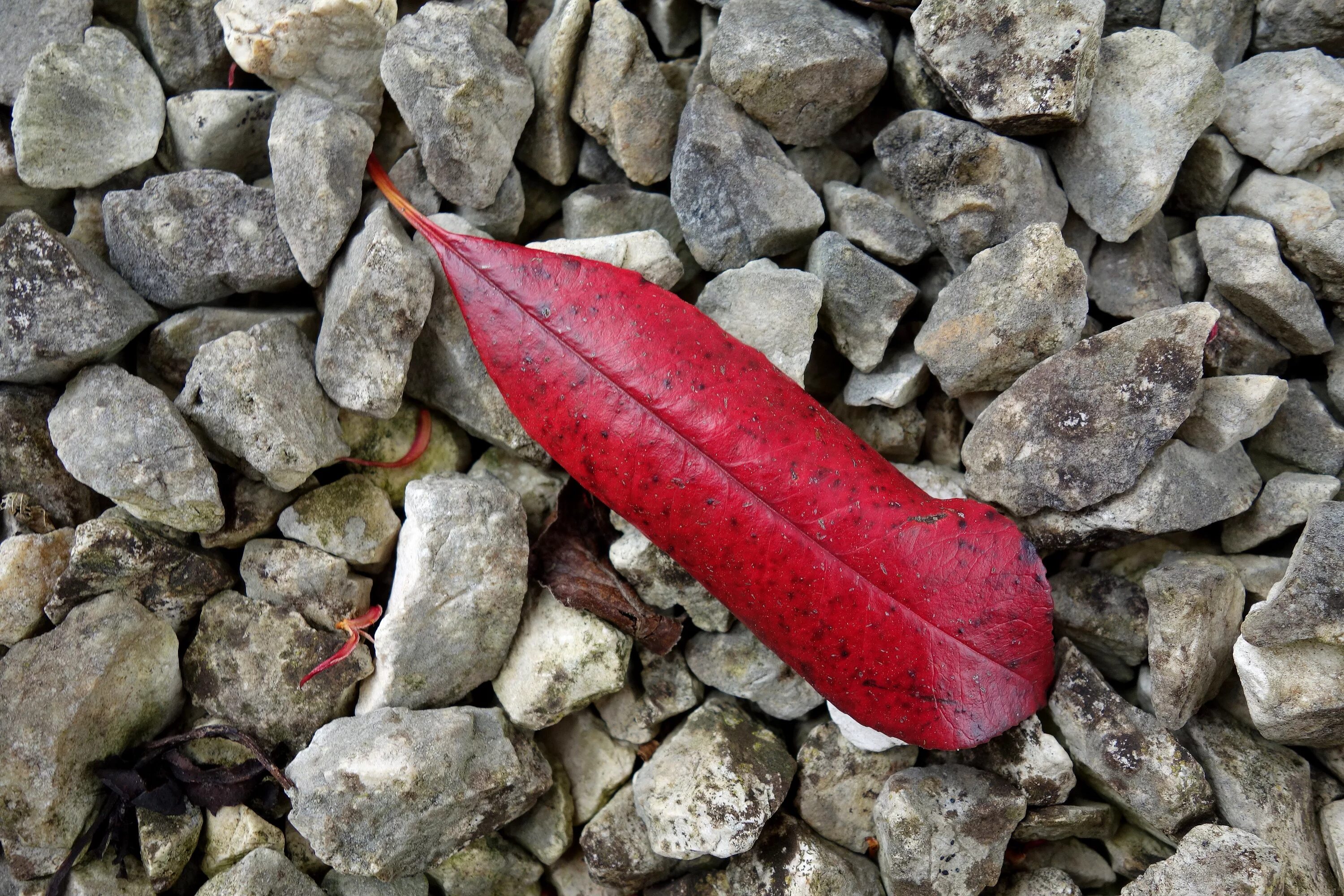 Leaf stone. Листья на камнях. Каменный лист. Красно серый камень. Листовой камень.