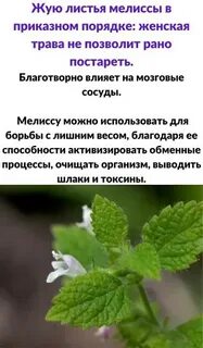 Жеваный лист