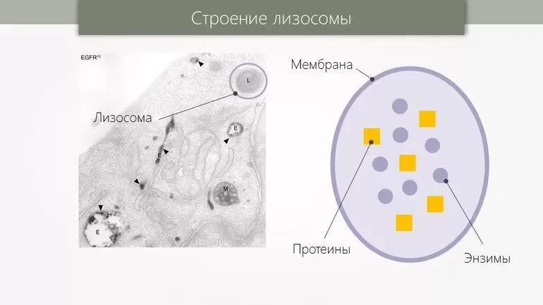 Лизосомы человека. Строение лизосомы клетки рисунок. Лизосомы строение и функции рисунок. Лизосомы строение и функции ЕГЭ. Структура лизосомы.