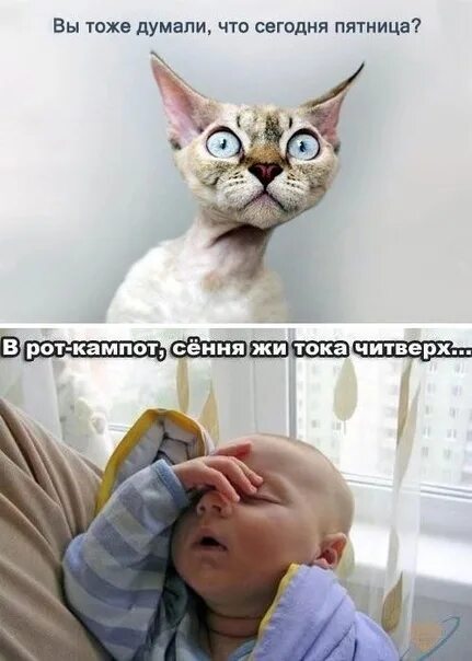 Если хочется работать ляг поспи. Ну я тоже работаю. Кот выходит на работу. Сижу на работе приколы. Ну я тоже работаю.