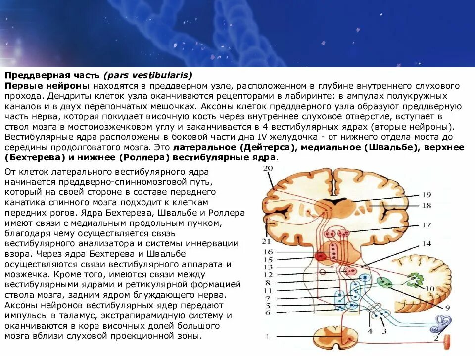 Нервные узлы черепных нервов. Сравнительная таблица 12 пар черепно мозговых нервов. Нейроны черепных нервов. 12 Пар черепно мозговых нервов таблица. Черепные нервы слуховой.