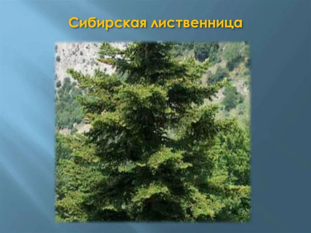 Евразия тайга виды осадков. Растения тайги в евразии. бореальный лес презентация. тайга кедры евразии. лиственница сибирская фото и описание.