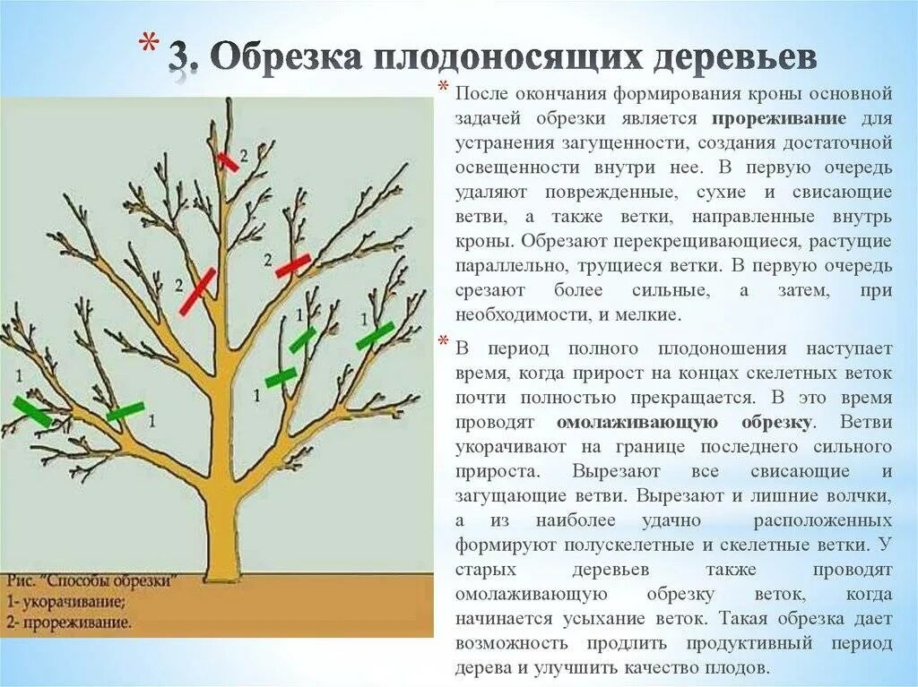 До какого времени можно обрезать деревья весной