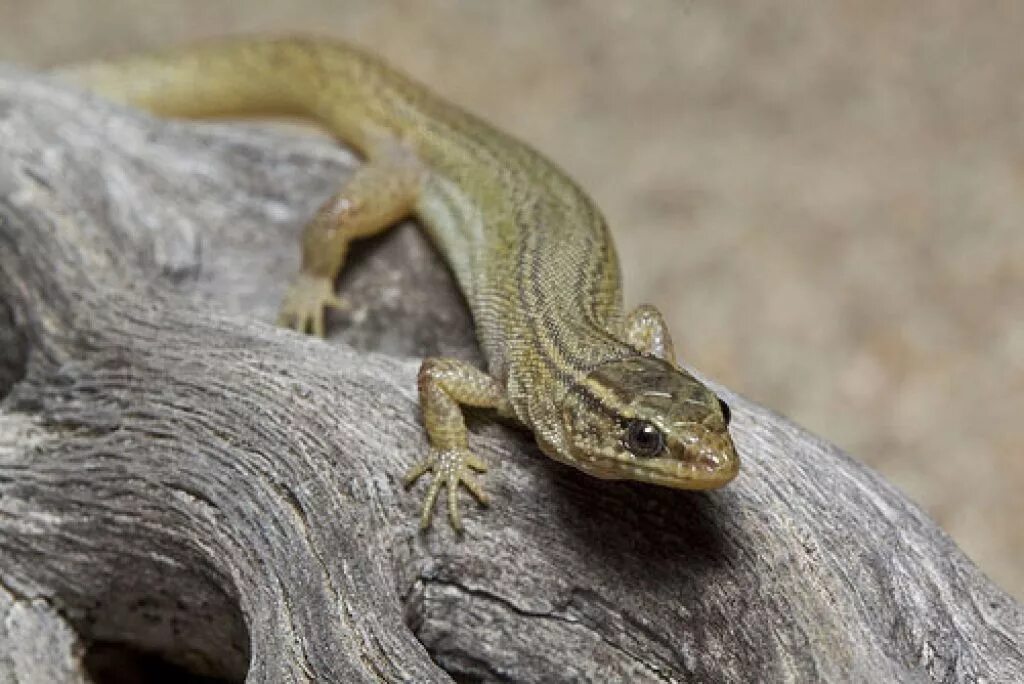 Обыкновенная игуана игуановые. Ящерица на букву г. Ящерица на букву г. Игуана зеленая обыкновенная. Podarcis pityusensis.