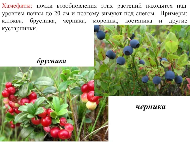 Почки клюква брусника
