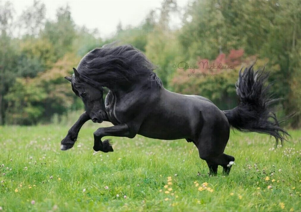 Фризы видео. Фризская лошадь. Лошади породы фриз. Фриз Фризская лошадь пегая. Фризская лошадь черная Жемчужина.