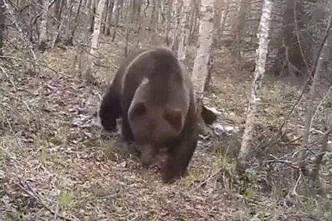 Мишка ест в лесу