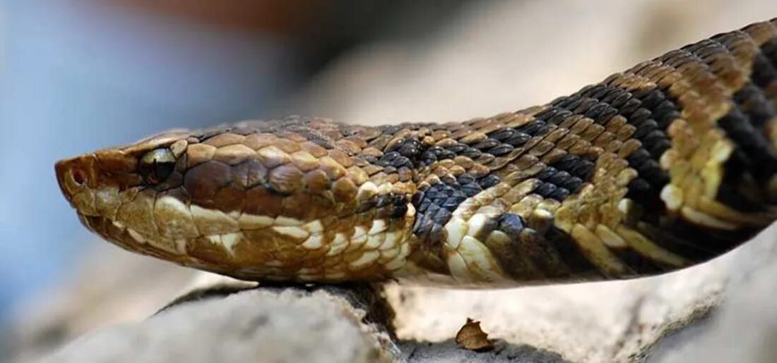 Змея пытается укусить во сне. Water Moccasin змея.