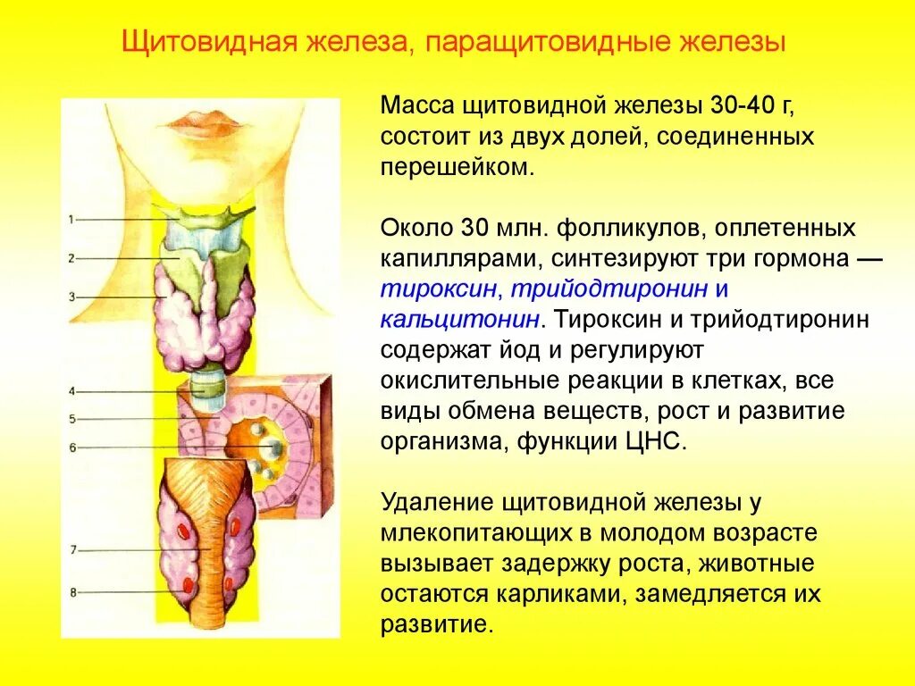 Функции гормонов щитовидный и паращитовидной железы.. Функции гормонов щитовидной желез.. Железы внутренней секреции паращитовидная железа. Паращитовидная железа функции.