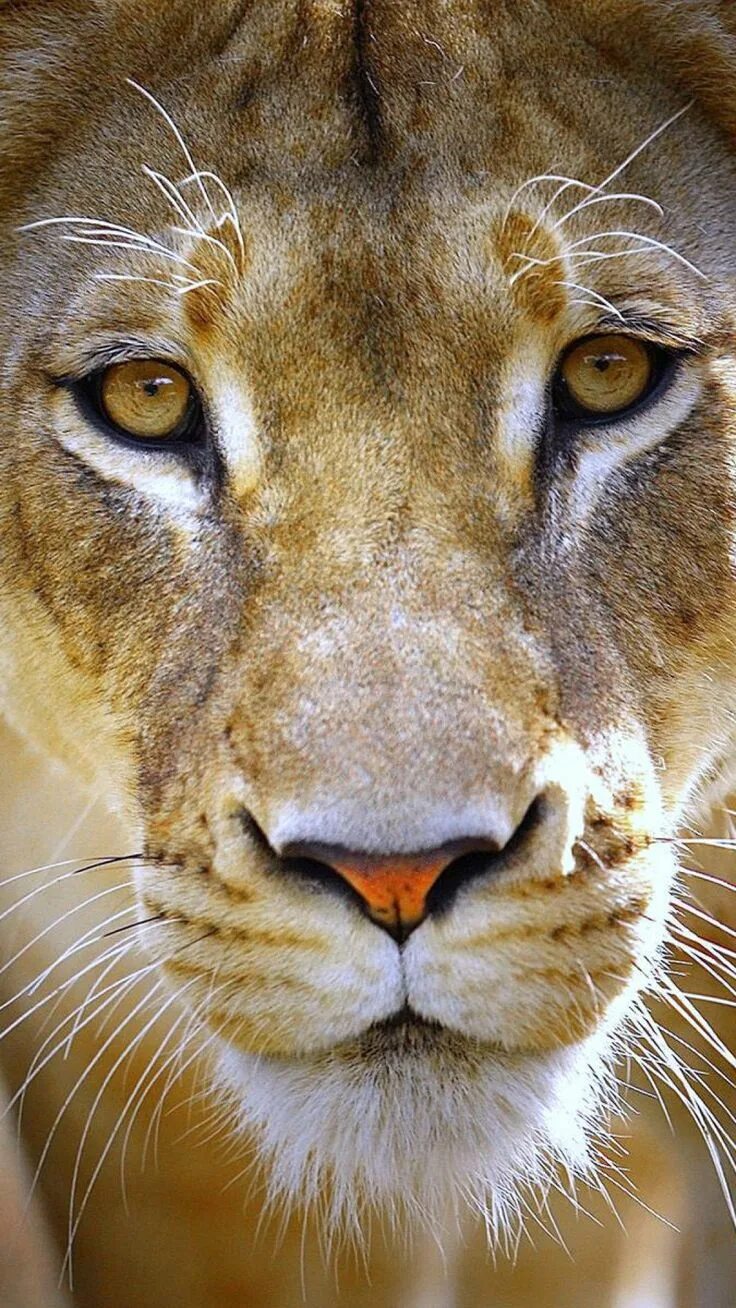 Lioness in the rain. Львица. Морда львицы. Лица животных. Львица анфас.