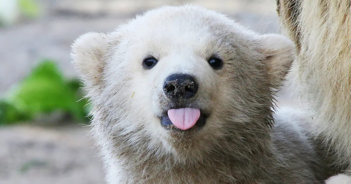 Самый милый медвежонок. Медвежонок. Милые маленькие медвежата. Медвежонок прикольный. Забавные медвежата.