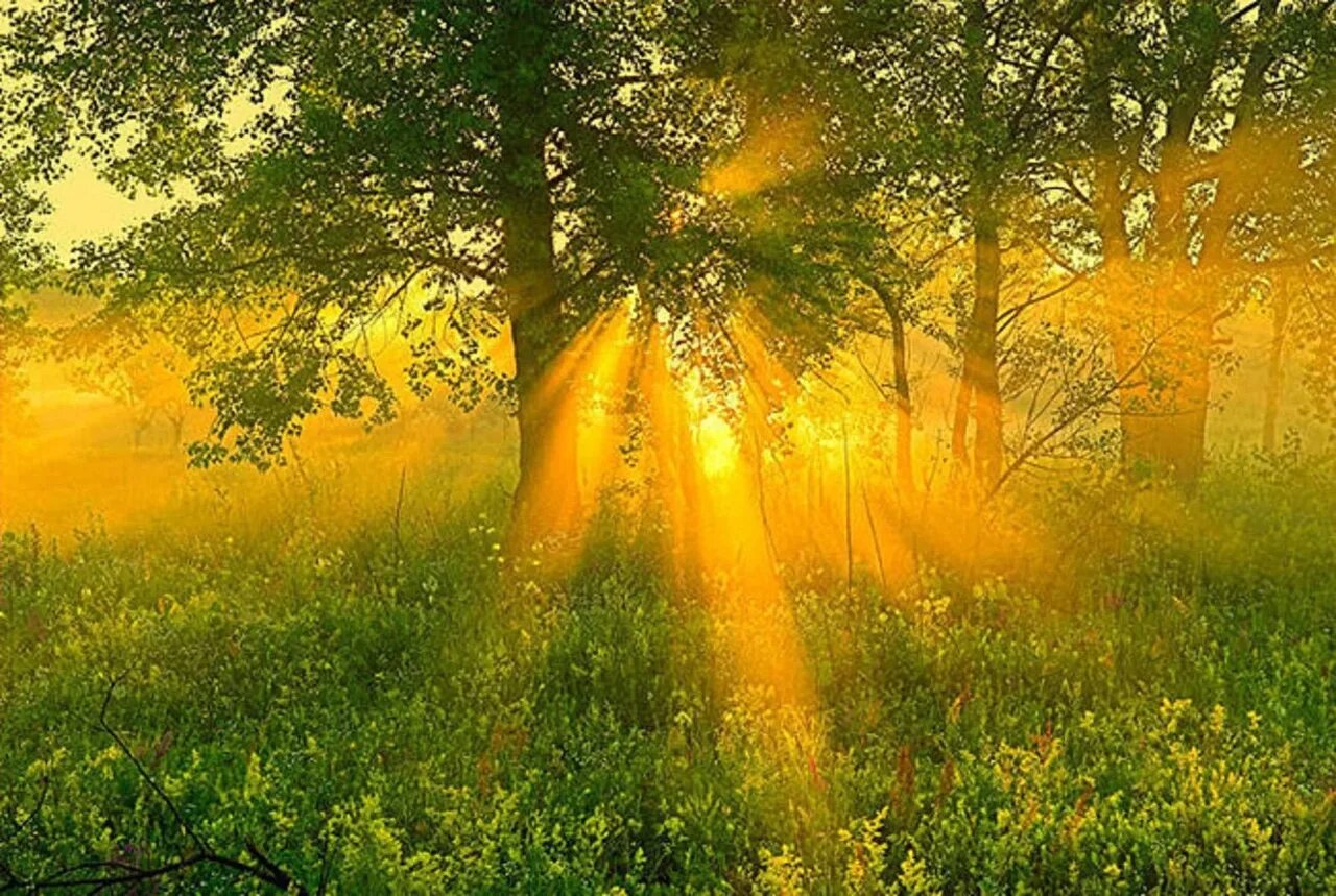 Открытка будет новый день. Природа солнце. Утреннее солнце. Лето солнце. Солнечный день.