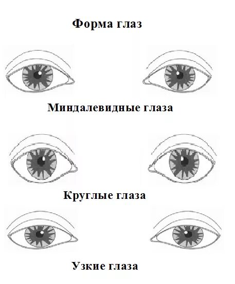 Виды глаз. Формы глаз. Типы формы глаз. Миндалевидная форма глаз схема. Поддерживает форму глаза