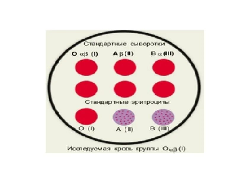 Фенотип крови. Фенотип группы крови. Группа крови с фенотипированием что это. Фенотип эритроцитов. Фенотип третьей группы крови